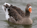 domestic Greylag Goose